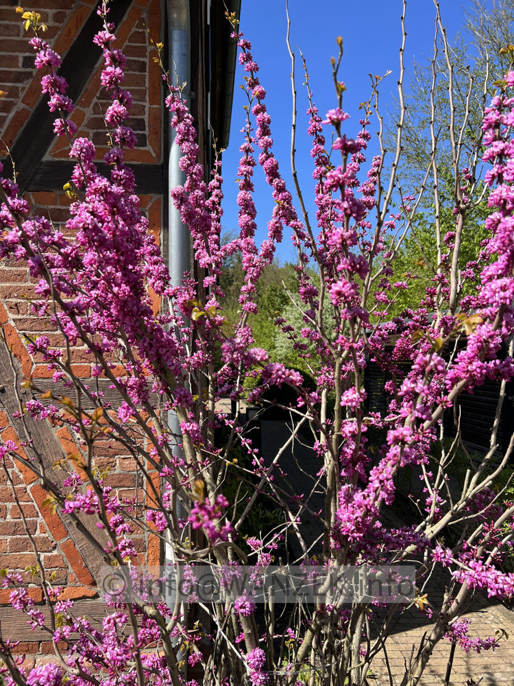 Cercis siliquastrum Rubrum 01.jpg